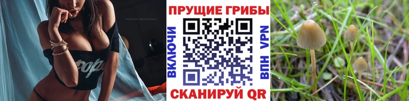 Галлюциногенные грибы Psilocybine cubensis  Буй 
